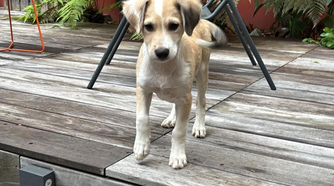 Chiens à adopter
